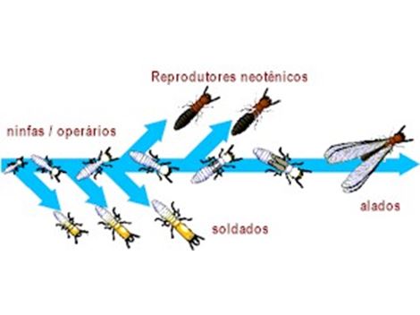 Descupinizar em Parada de Taipas
