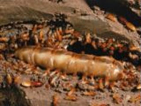 Serviços de Descupinização em Parada de Taipas