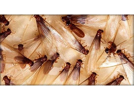Descupinização Profissional no Valo Velho