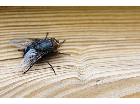 Dedetizadora de Mosquitos em Santo Amaro