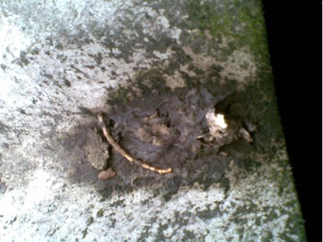 Desratizadora no Parque Bristol