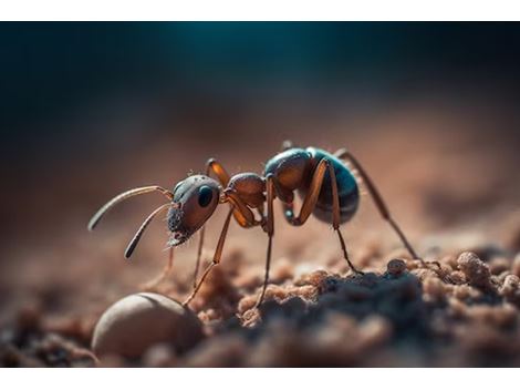 Dedetizadora de Formigas em Santana de Parnaíba