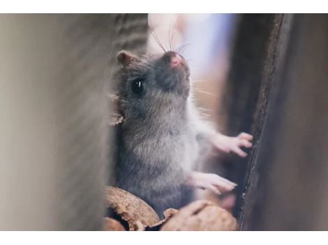 Eliminar Ratos em São Bernardo do Campo