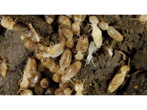  Descupinizadora em Embu Guaçu