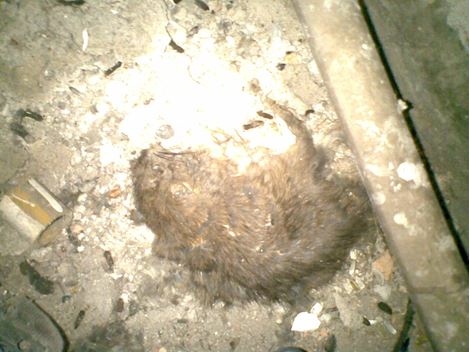 Controladora de Ratos em Santo André