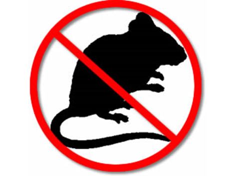 Rato em São Roque